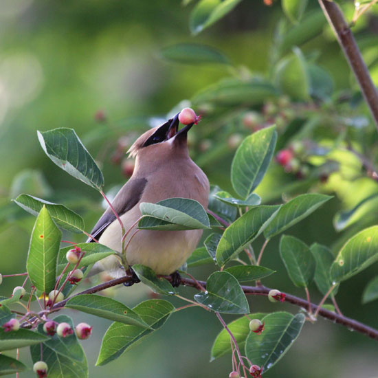 A cedar waxwing eating berries from a serviceberry tree.